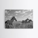 Fine Art Framed Canvas Print, Metal Art, Black & White Photo of Wild Mustangs, Horse Art, American Horses Landscape / Nature / Wildlife Art