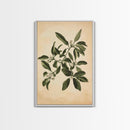 Mistletoe Canvas Print - Framed Canvas - Minimalist Christmas Art - Boho Christmas Art - Rustic Christmas Art