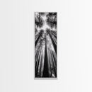 Redwood Forest, Sunlight Trees, Nature Canopy, Canvas Print, Serene Woodland Art, Cabin Wall Decor, Black and White Forest Art, Bedroom Wall Art