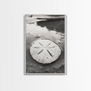 Sand Dollar, Coastal Shore, Ocean Shell Print, Canvas Print, Beachcomber Wall Art, Seaside Bathroom Decor, Nautical Nature Photography