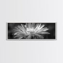 Soft Bloom, Desert Cactus Flower, Close-Up Botanical, Modern Black White Art, Framed Canvas Print, Bathroom Wall Art, Nature Photography