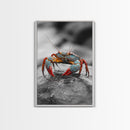 Blue Crab, Vibrant Shell, Coastal Creature Art, Framed Canvas Print, Bathroom Wall Art, Nautical Theme Decor, Ocean Wildlife Art