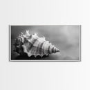 Sea Shell, Wabi Sabi Art, Coastal Decor, Minimalist Art, Nautical Wall Art, Moody Art, Extra Wide Art, Framed Canvas Print