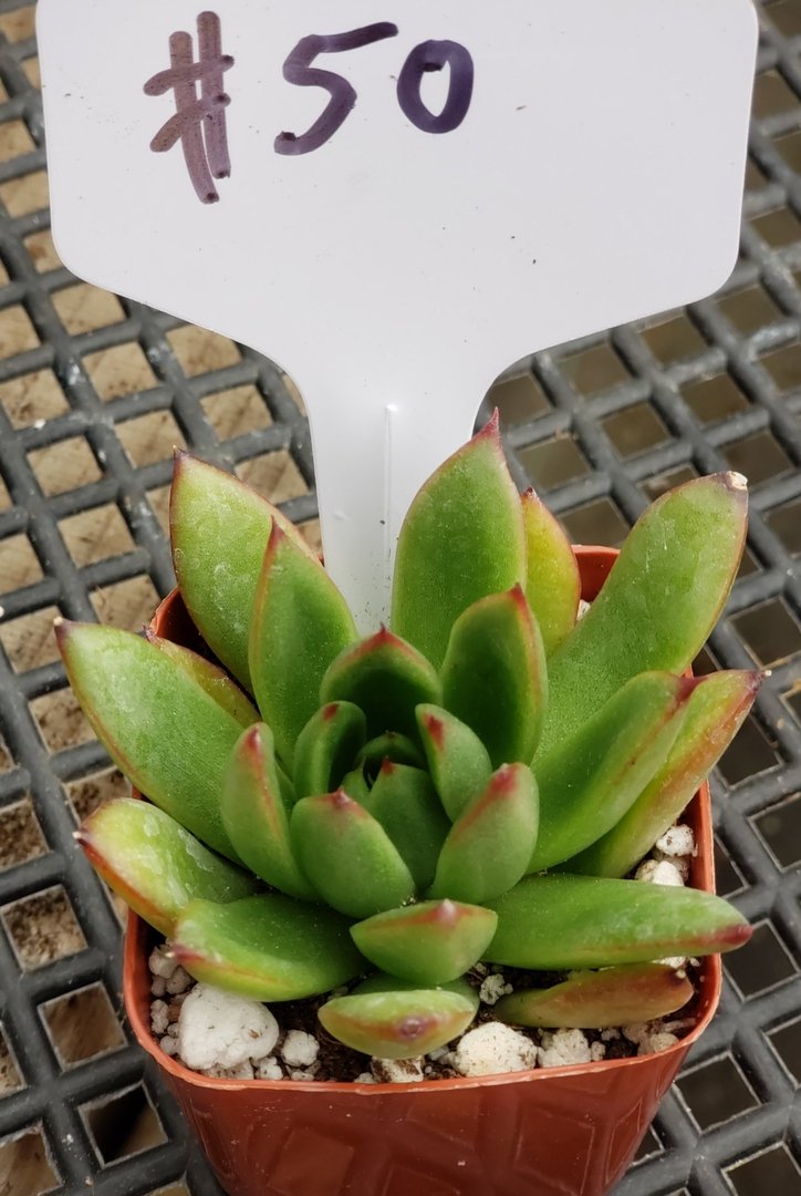 #50 Echeveria Agavoides Red Tips