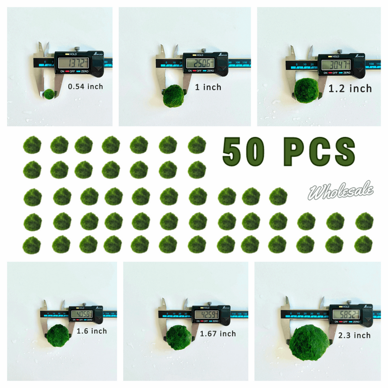 Marimo Moss Balls For Aquarium 50PCS Wholesale Multiple Size Moss Ball Aqua Plant Pet Bulk Sale - Kokedama Japanese Algae Ball Wholesale