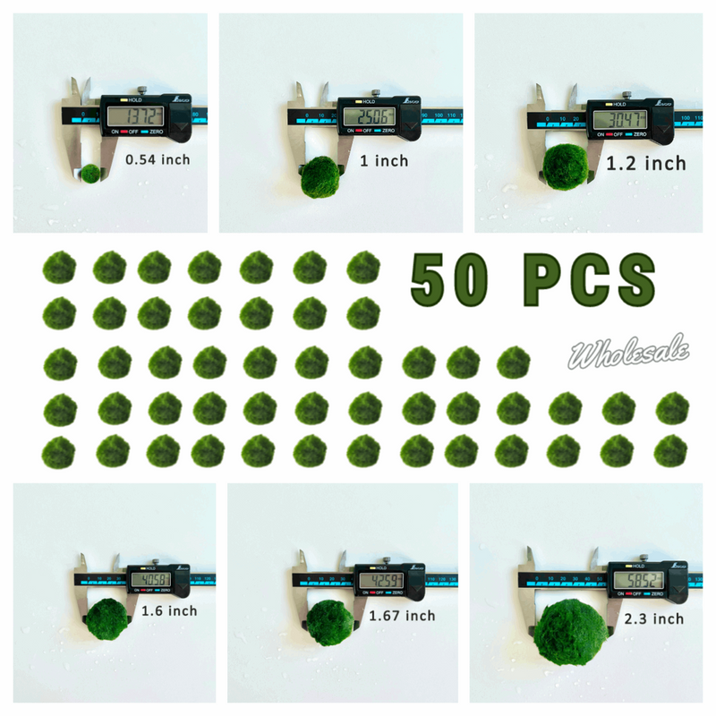 Marimo Moss Balls For Aquarium 3 Month 0.5-0.8cm Marimo Moss Balls: 5/10/20/50PCS Kokedama Japanese Algae Ball Wholesale
