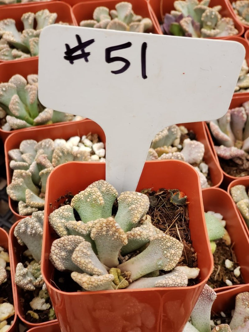 #51  Titanopsis calcera