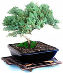 Live Dwarf Juniper Bonsai Tree 15+Years Old | Juniper or Jade Bonsai Tree | Indoor/Outdoor | 100% Handcrafted| Home and Office Décor | Best Gift for Holiday (style4) by GreenHaven Gardens