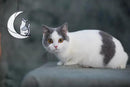 Gray and White Cat Memorial Gifts Loss of Cat British Shorthair Stained Glass Cat Suncatcher Cat Died Sympathy Gifts for Cat Lovers Cat Loss Sympathy Gift by GreenHaven Gardens