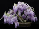Blue Moon Wisteria Vine - Massive Foot Long Fragrant Flowers - Attract Hummingbirds - 2 - Year Plant by GreenHaven Gardens
