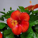 Hibiscus Plant Live - Hibiscus Bush - Red President - Overall Height 26" to 28" - Tropical Plants of Florida (Plant Only)… by GreenHaven Gardens