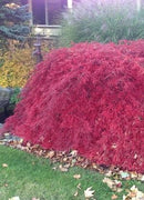 Crimson Queen Weeping LACE Leaf Japanese Maple - Acer palmatum dissectum 'Crimson Queen' 2 - Year Plant by GreenHaven Gardens