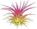 Rainbow 3 Pack, Ionantha Guatemala Tillandsia Air Plant, Live Airplant, Healthy Arrival Guaranteed, Great Indoor Plant, Home Decor & Gift by GreenHaven Gardens