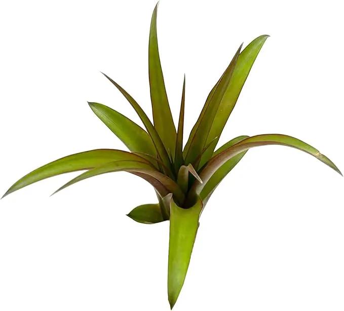 Air Plants - Tillandsia Red Capitata, Large 5-7” - 3 ct - Live Arrival Guaranteed - House Plants for Home Decor & Gift, photo 4 of 5