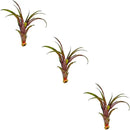 Air Plants - Tillandsia Red Capitata, Large 5-7” - 3 ct - Live Arrival Guaranteed - House Plants for Home Decor & Gift by GreenHaven Gardens