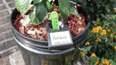 Garden Kit (3PK) self-watering sub-irrigated Planter Insert. Turn Any Bucket into a self-watering Container Garden. Create an Indoor or Outdoor, Space Saving and Portable Garden in Minutes.