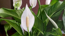 Gardenera's Expert Blend for Peace Lilies: Canadian Peat Moss, New Zealand Bark, Perlite, Bamboo Charcoal Ideal for Indoor Plants - [1-Quart Bag] by GreenHaven Gardens