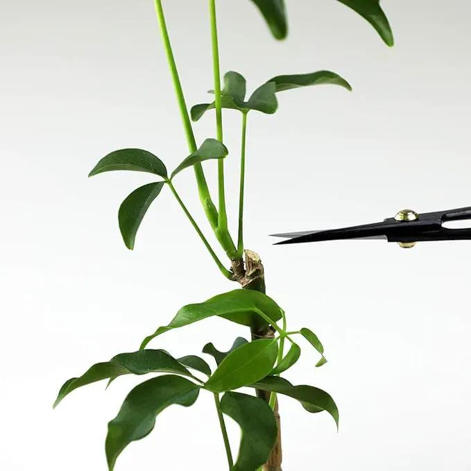 Wazakura Bonsai Scissors MADE IN JAPAN 7inch(180mm), Japanese Bonsai Garden Tools, Hasami Pruning Shears, photo 8 of 9