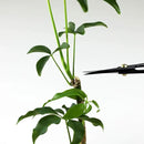 Wazakura Bonsai Scissors MADE IN JAPAN 7inch(180mm), Japanese Bonsai Garden Tools, Hasami Pruning Shears by GreenHaven Gardens