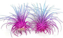 Thin Air Plant, Guatemala Tillandsia Live Airplant, Healthy Arrival Guaranteed, Great Indoor Plant, Home Decor & Gift (2 Rainbow