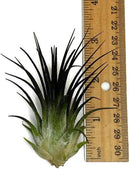 Ionantha Guatemala Tillandsia Air Plant, Guatemala Tillandsia Live Airplant, Healthy Arrival Guaranteed, Great Indoor Plant, Home Decor & Gift (Black) by GreenHaven Gardens
