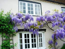 Blue Moon Wisteria Vine - Massive Foot Long Fragrant Flowers - Attract Hummingbirds - 2 - Year Plant by GreenHaven Gardens