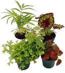 Terrarium & Fairy Garden Plants - 5 Plants in 2" pots by GreenHaven Gardens