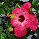 Hibiscus Bush Plant - Pink Flower - Overall Height 26" to 28" - Tropical Plants of Florida (Plant Only) by GreenHaven Gardens