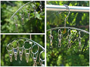 DurReus Strong Stainless Steel Laundry Drying Rack Clothes Hanger with 10 Clothespins Indoor Space Saver Hanging Clothing Organizer Mitten Sock Hangers by TinyTreasures Baby Boutique