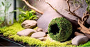 Galápagos (05348) Mossy Cave Hide, 6", Green Sphagnum by GreenHaven Gardens