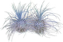 Thin Air Plant, Guatemala Tillandsia Live Airplant, Healthy Arrival Guaranteed, Great Indoor Plant, Home Decor & Gift (2 Rainbow