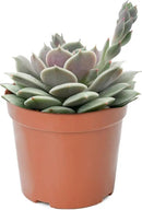 4-inch Succulent Echeveria 'Lola', Live Succulents Plants Fully Rooted in Pots with Soil, Easy-Care House Plants for DIY, Home Office Decoration by GreenHaven Gardens