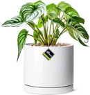 Aveyas 8 inch Ceramic Plant Pot with Drainage Hole and Saucer - Suitable for Indoor and Outdoor Use, Modern Planters for House Garden Flower Tree Snake Monstera Plants (8", Glossy White) by GreenHaven Gardens