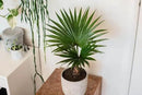 Palm Tree Potting Mix - The Ultimate Soil for Strong and Healthy Palms - Top Choice for Palm Tree Growers [5 Quart Bag] by GreenHaven Gardens