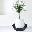 25 Inch Extra Large Planter Saucer, Extra-Deep 4.25 in Black Drip Trays for Flower Pot, Heavy Duty Drainage Tray Indoors No Holes, Plastic Plant Plate Water Catcher for Pots Base 19 20 21 22 in by GreenHaven Gardens