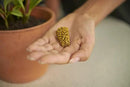 Osmocote PotShots: Premeasured House Plant Food, Feed for up to 6 Months, 25 Nuggets by GreenHaven Gardens