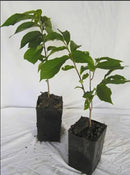 Two Pack of Common Old Fashioned Lilac Bushes - Fragrant Lavender Purple Flowers - 2 Live Plants 1 to 2 Feet Tall - Attract Hummingbirds and Butterflies by GreenHaven Gardens