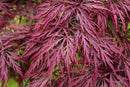 Crimson Queen Weeping LACE Leaf Japanese Maple - Acer palmatum dissectum 'Crimson Queen' 2 - Year Plant by GreenHaven Gardens