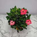 Hibiscus Bush Plant - Pink Flower - Overall Height 26" to 28" - Tropical Plants of Florida (Plant Only) by GreenHaven Gardens
