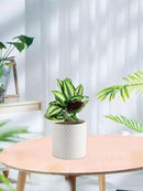 Docrin Ceramic Planters Indoor, 8 Inch Plant Pot with Drainage Holes for Home/Office - White Honeycomb by GreenHaven Gardens