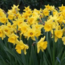 Yellow Dutch Master Classic Daffodils - 50 Perennial & Naturalizing Flower Bulbs by GreenHaven Gardens