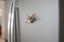 12 Pack Air Plants Red Abdita Tillandsia - Medium Air Plants Live Variety Pack - Live Succulent House Plant - Home Holders and Garden Decor - Easy Care Indoor and Outdoor Plants by GreenHaven Gardens