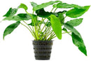Anubias Live Aquarium Plants - Potted Freshwater Plant for Fish Tanks, Terrariums - Beginner Friendly Low Light (Short and Sharp, Mother Plant) by GreenHaven Gardens