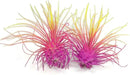 Thin Air Plant, Guatemala Tillandsia Live Airplant, Healthy Arrival Guaranteed, Great Indoor Plant, Home Decor & Gift (2 Rainbow