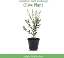 American Plant Exchange Live Arbequina Olive Tree, Fruit Bearing, Plant Pot for Home and Garden Decor, 5-Inch Pot, 1.5 Ft Tall by GreenHaven Gardens