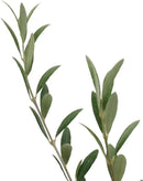 American Plant Exchange Live Arbequina Olive Tree, Fruit Bearing, Plant Pot for Home and Garden Decor, 5-Inch Pot, 1.5 Ft Tall by GreenHaven Gardens