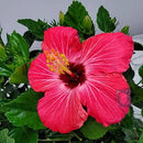 Hibiscus Bush Plant - Pink Flower - Overall Height 26" to 28" - Tropical Plants of Florida (Plant Only) by GreenHaven Gardens