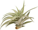 Air Plants - Flowering Tillandsia Harrisii, Large 3-5" - 2ct - Live Arrival Guaranteed - House Plants for Home Decor & Gift by GreenHaven Gardens