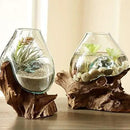 Hand Blown Molten Glass & Teak Wood Terrarium/Vase/Fish Bowl - Premium Quality (10" - 12" High) by CozyNest Decor