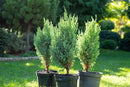 Premium Juniper Potting Soil Mix - Perfect Balance of Nutrients, Drainage, and Aeration for Healthy Juniper Trees - 3 Quart by GreenHaven Gardens